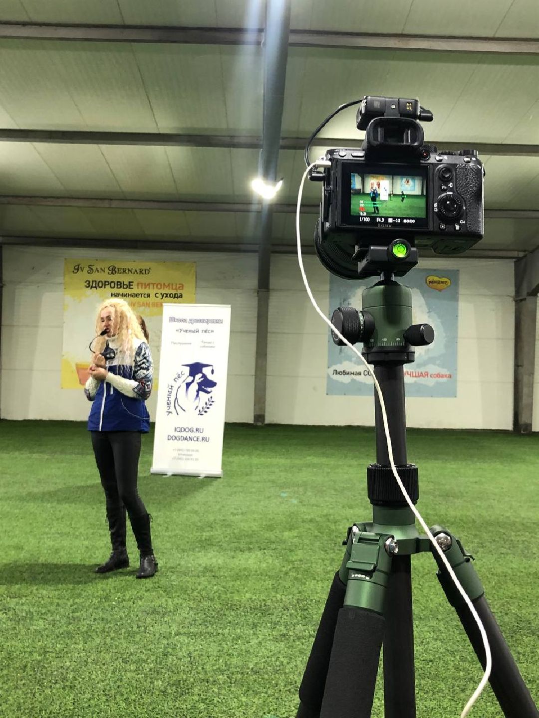 танцы с собаками, собаки, животные, Раменское