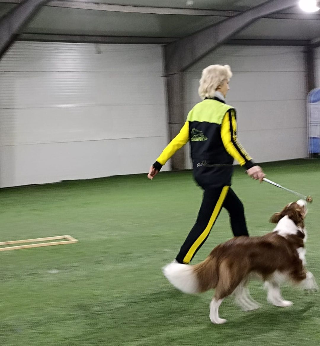 танцы с собаками, собаки, животные, Раменское