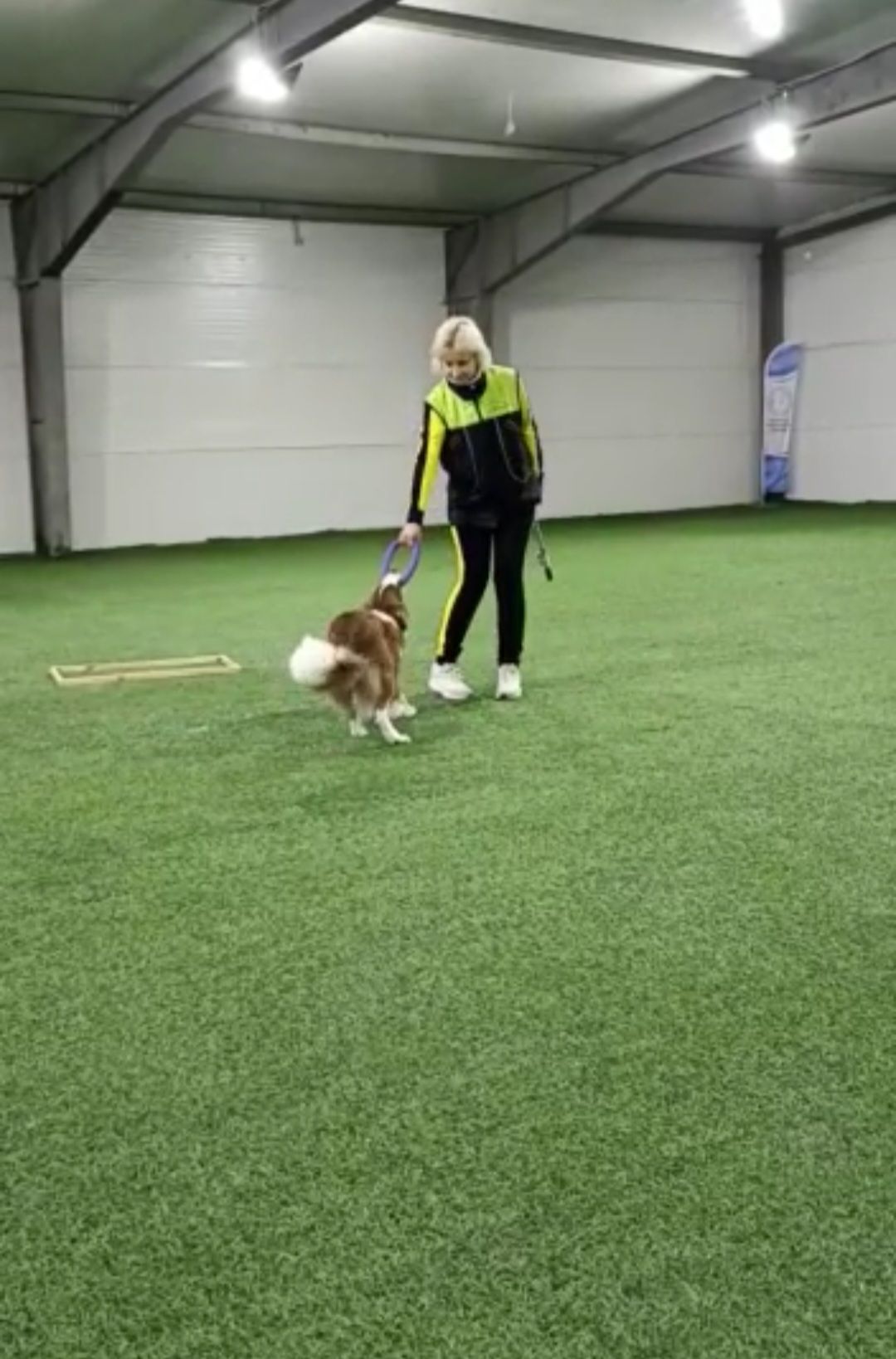 танцы с собаками, собаки, животные, Раменское