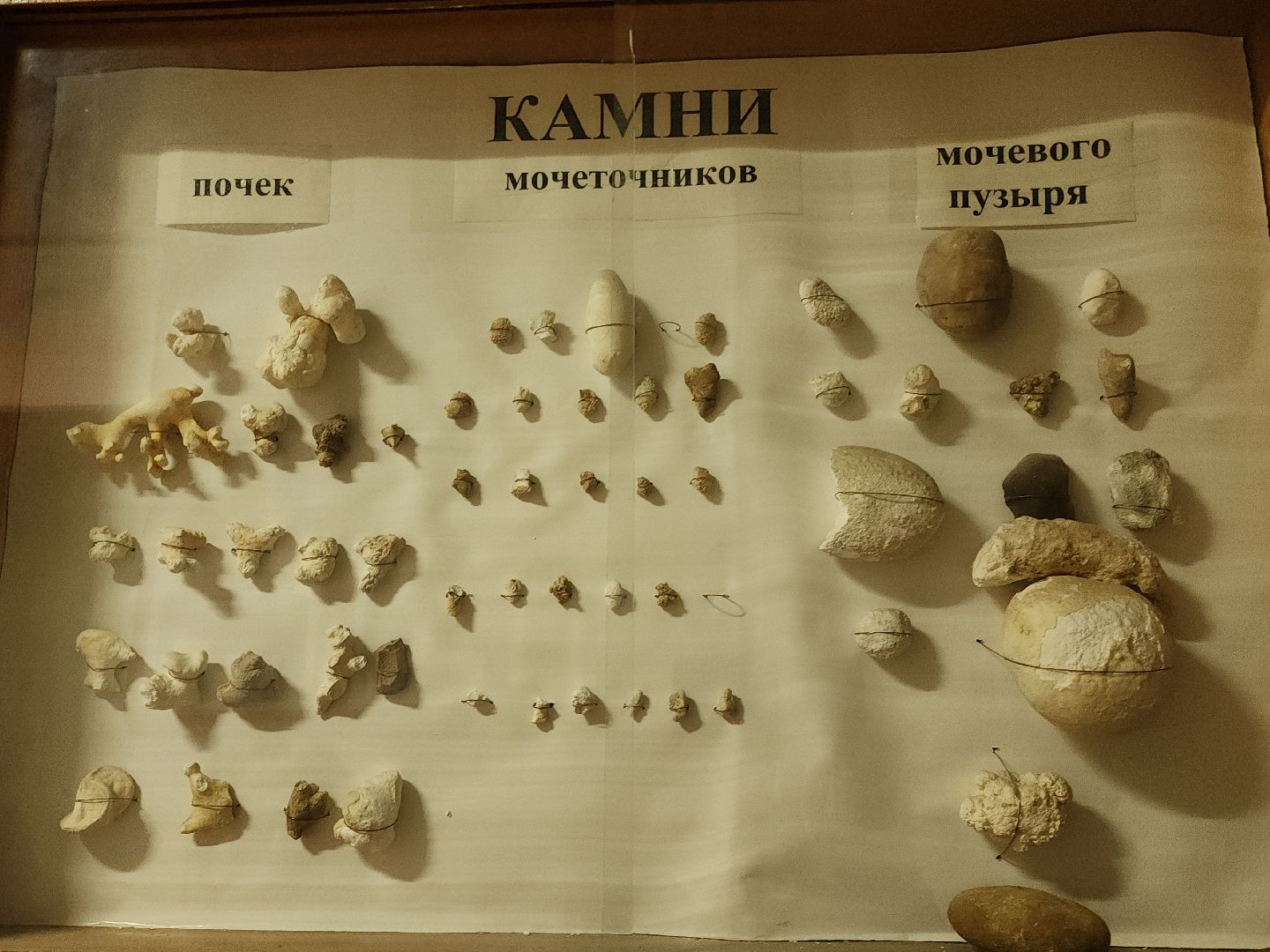 коломна, медицина, новые технологии,