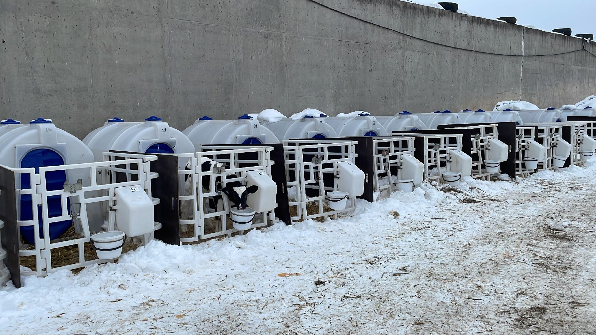 Волоколамск, сельское хозяйство, молочная продукция,