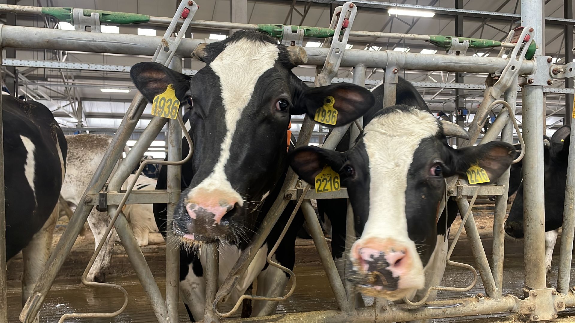 Волоколамск, сельское хозяйство, молочная продукция,