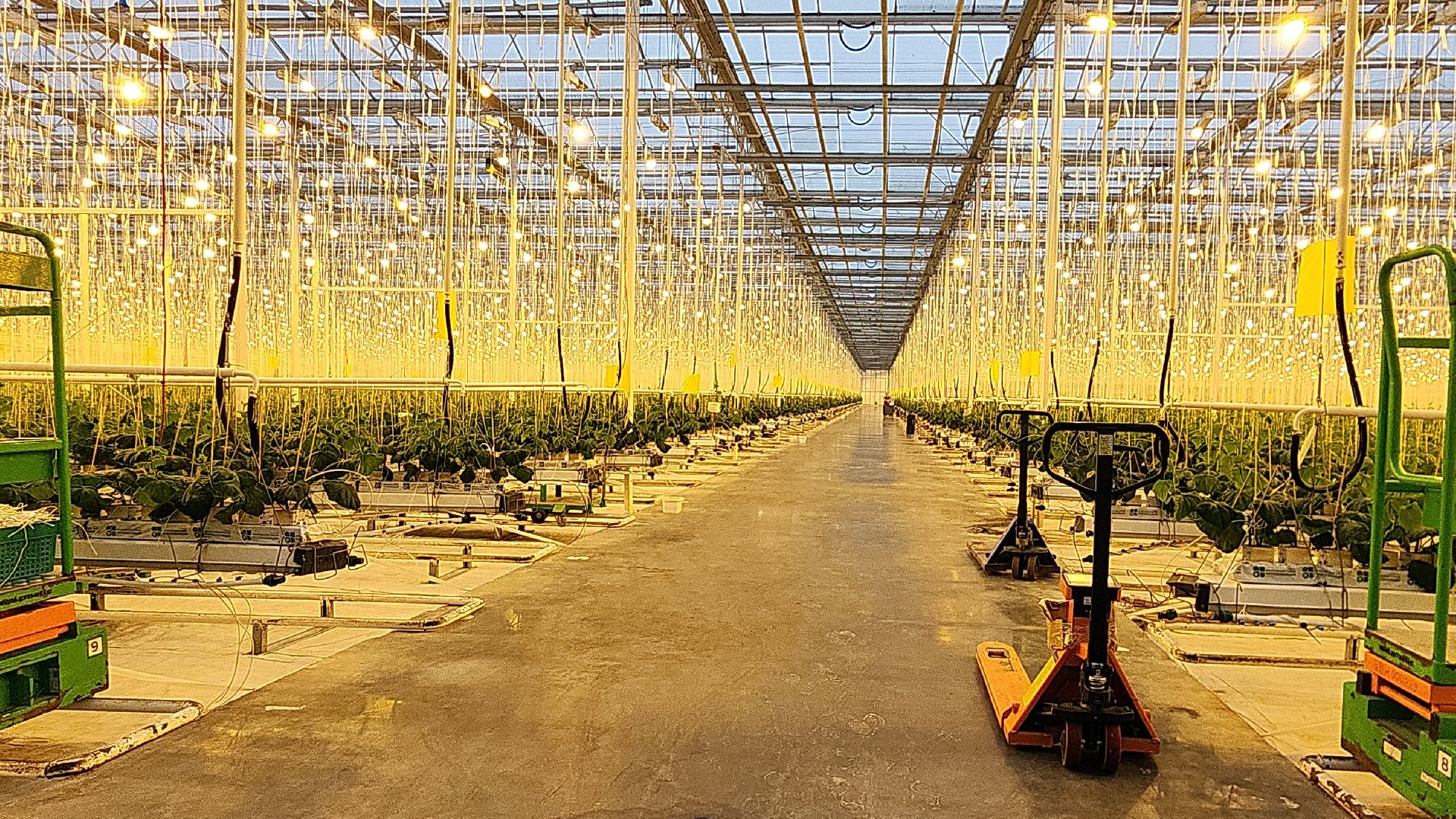 электросталь, теплицы, мой город, агрокомплекс, аграрии, агрокластер, агроном, овощи, агроподворье, производство, студенты, практика, колледж,