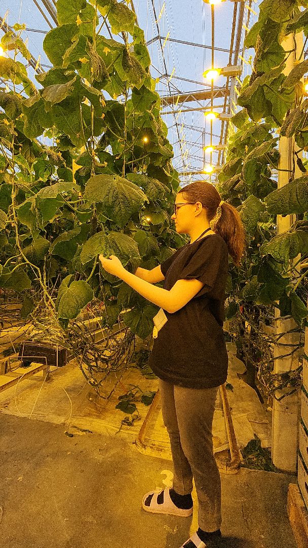 электросталь, теплицы, мой город, агрокомплекс, аграрии, агрокластер, агроном, овощи, агроподворье, производство, студенты, практика, колледж,