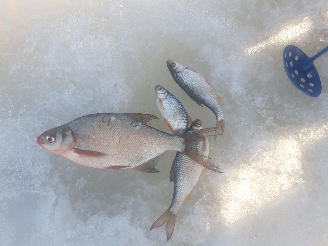 пенсионеры, выходные в подмосковье,