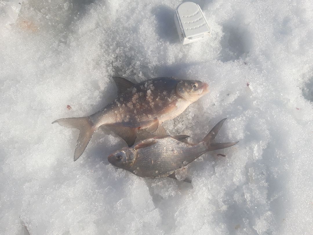 пенсионеры, выходные в подмосковье,