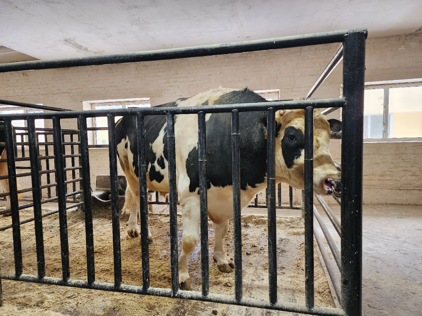 сельское хозяйство, племенные быки, предприятие, Ногинск, Богородский городской округ,