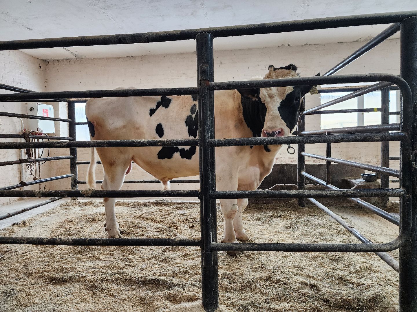 сельское хозяйство, племенные быки, предприятие, Ногинск, Богородский городской округ,