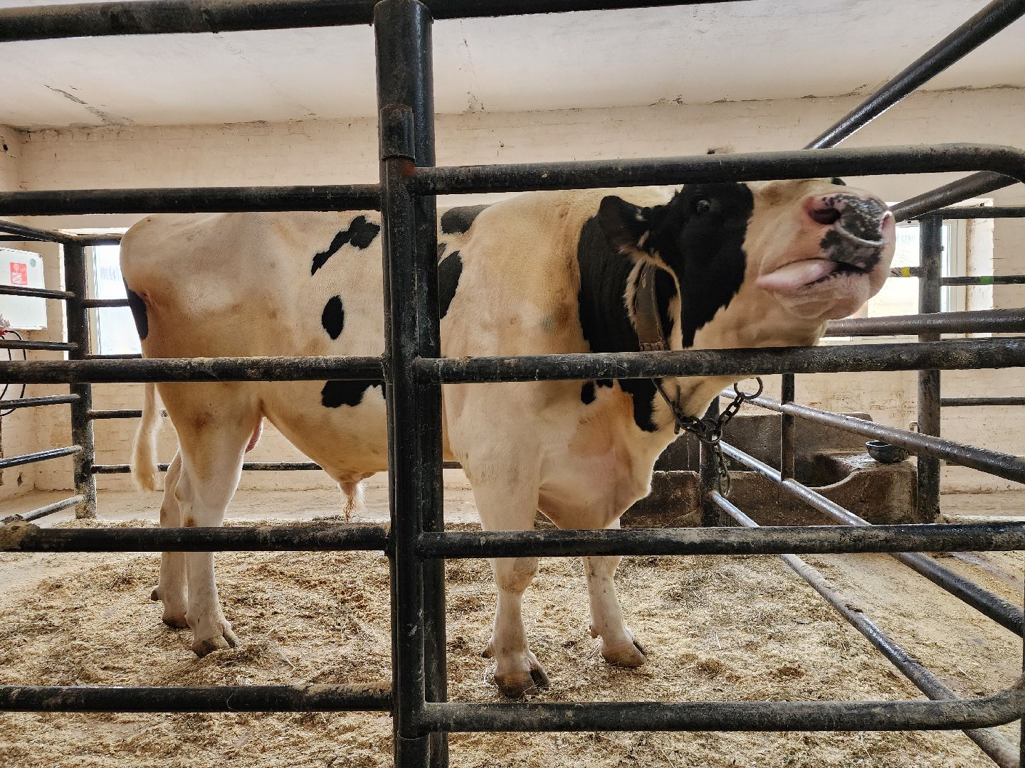 сельское хозяйство, племенные быки, предприятие, Ногинск, Богородский городской округ,