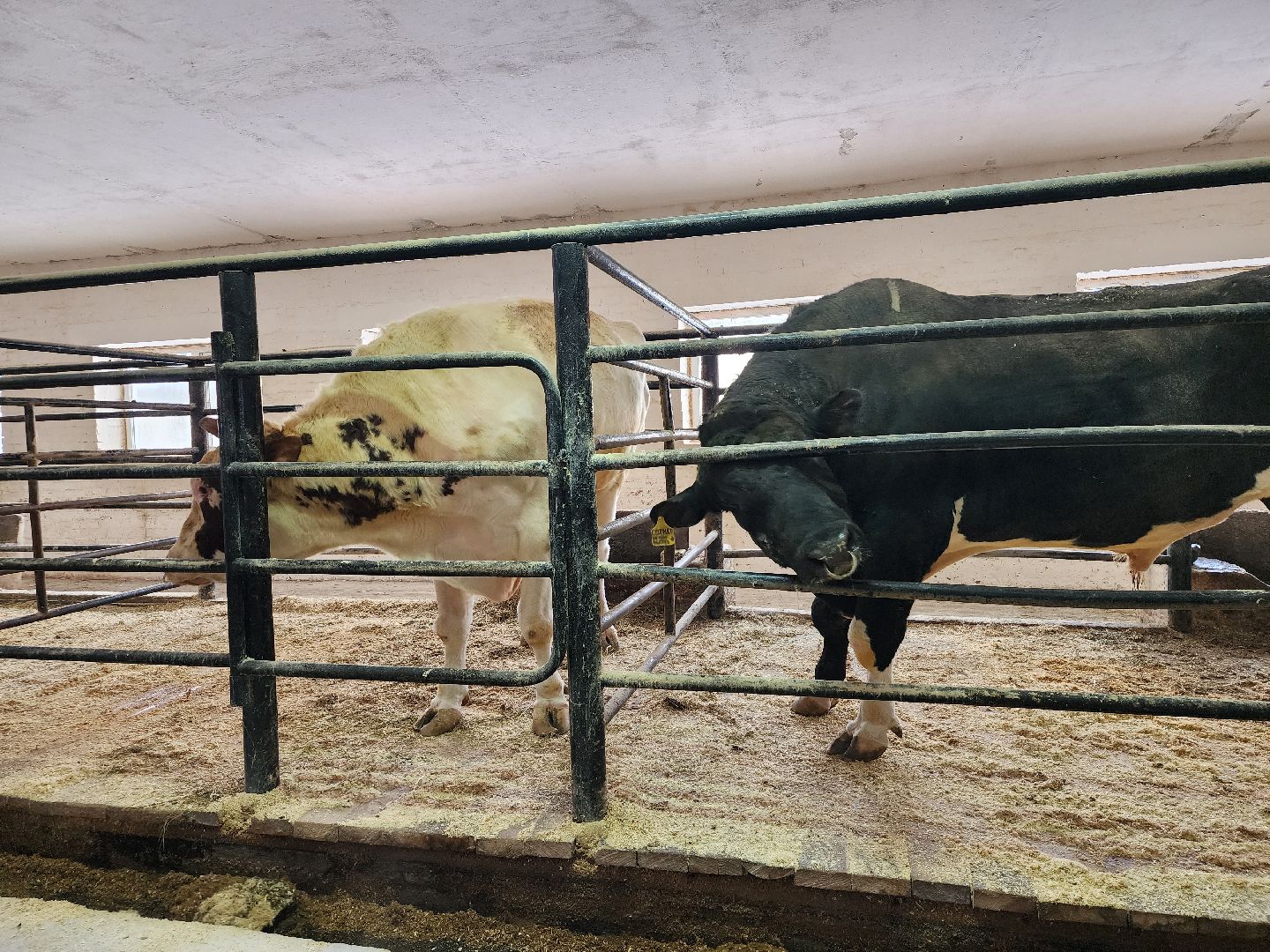 сельское хозяйство, племенные быки, предприятие, Ногинск, Богородский городской округ,