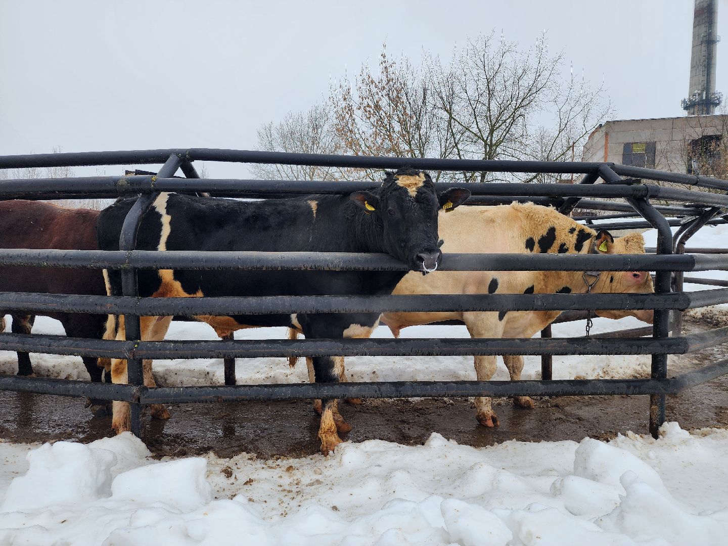 сельское хозяйство, племенные быки, предприятие, Ногинск, Богородский городской округ,
