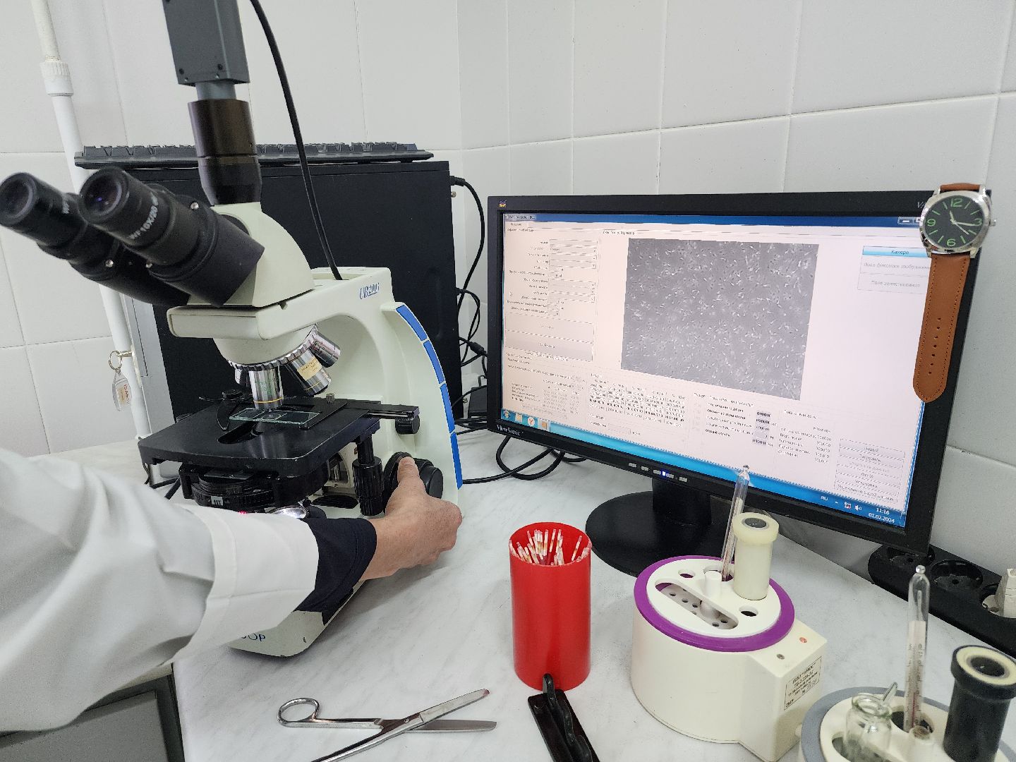 сельское хозяйство, племенные быки, предприятие, Ногинск, Богородский городской округ,