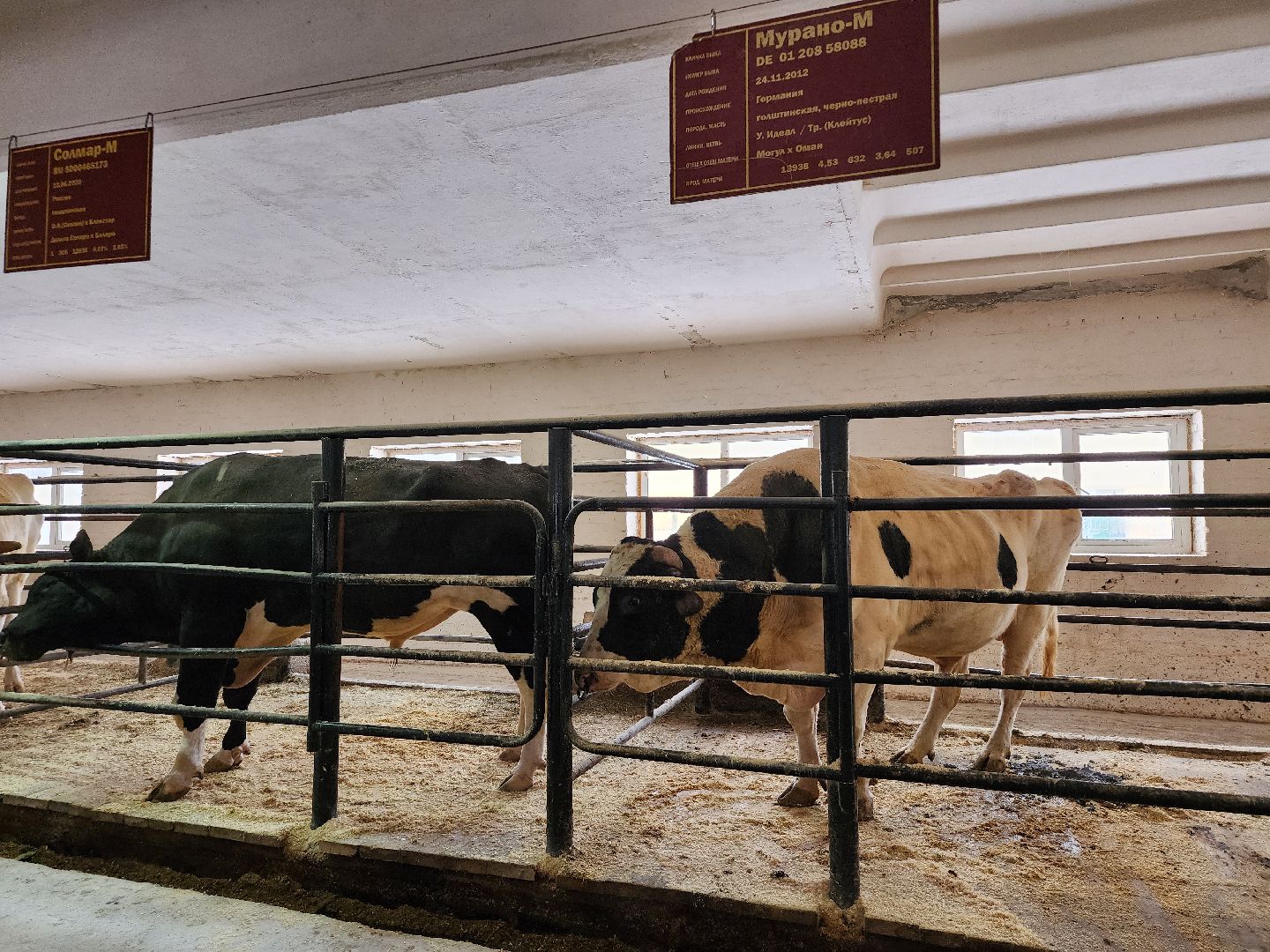 сельское хозяйство, племенные быки, предприятие, Ногинск, Богородский городской округ,