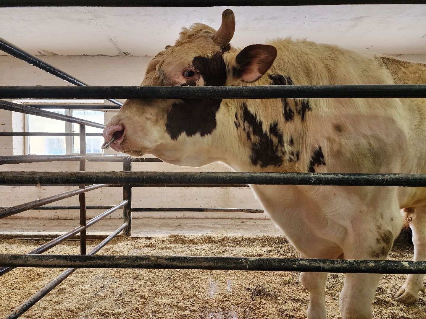 сельское хозяйство, племенные быки, предприятие, Ногинск, Богородский городской округ,