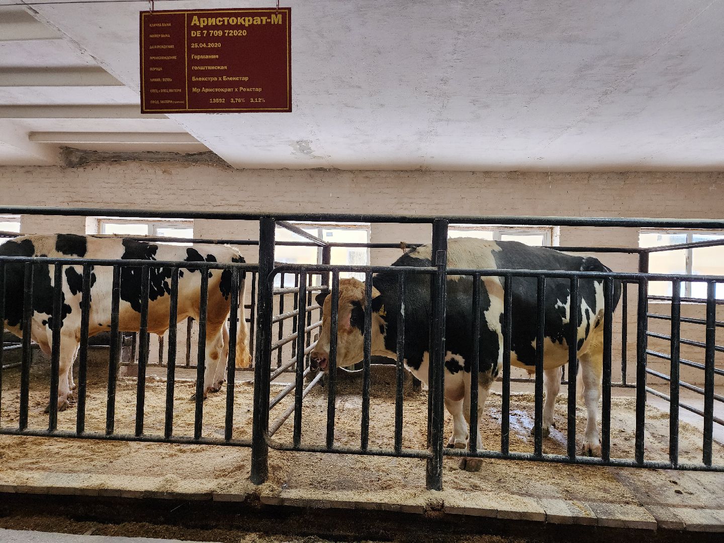 сельское хозяйство, племенные быки, предприятие, Ногинск, Богородский городской округ,