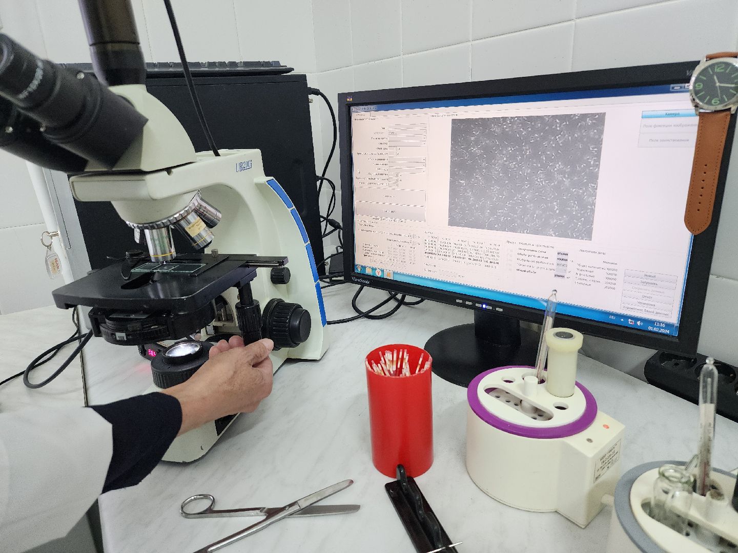 сельское хозяйство, племенные быки, предприятие, Ногинск, Богородский городской округ,