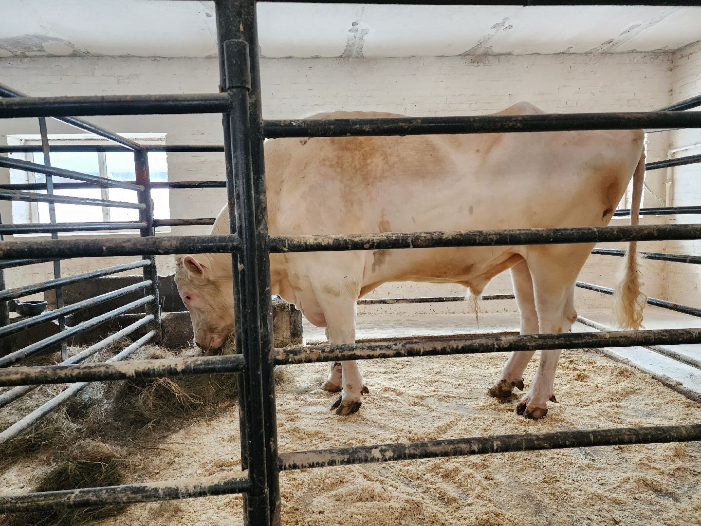 сельское хозяйство, племенные быки, предприятие, Ногинск, Богородский городской округ,