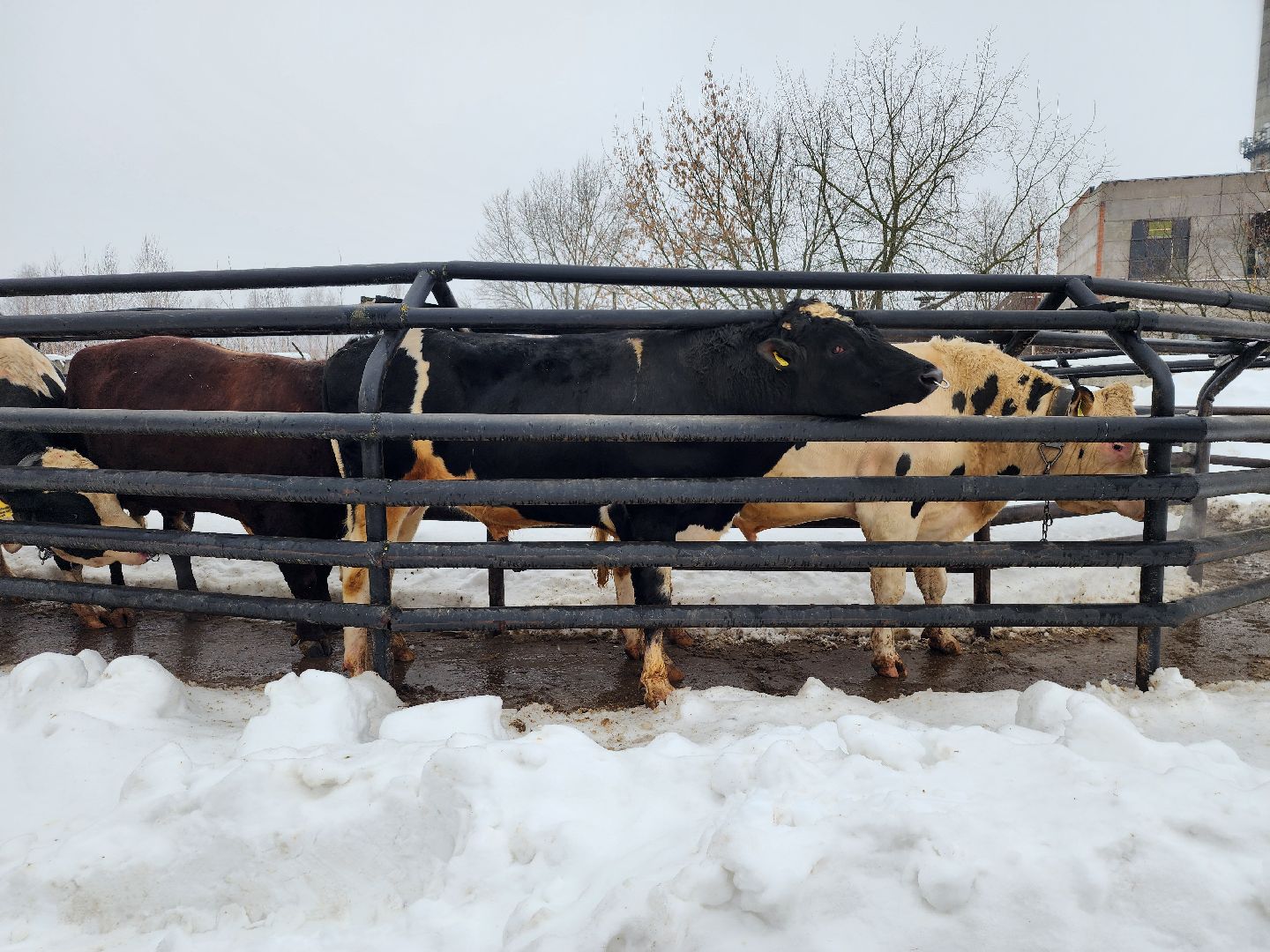 сельское хозяйство, племенные быки, предприятие, Ногинск, Богородский городской округ,