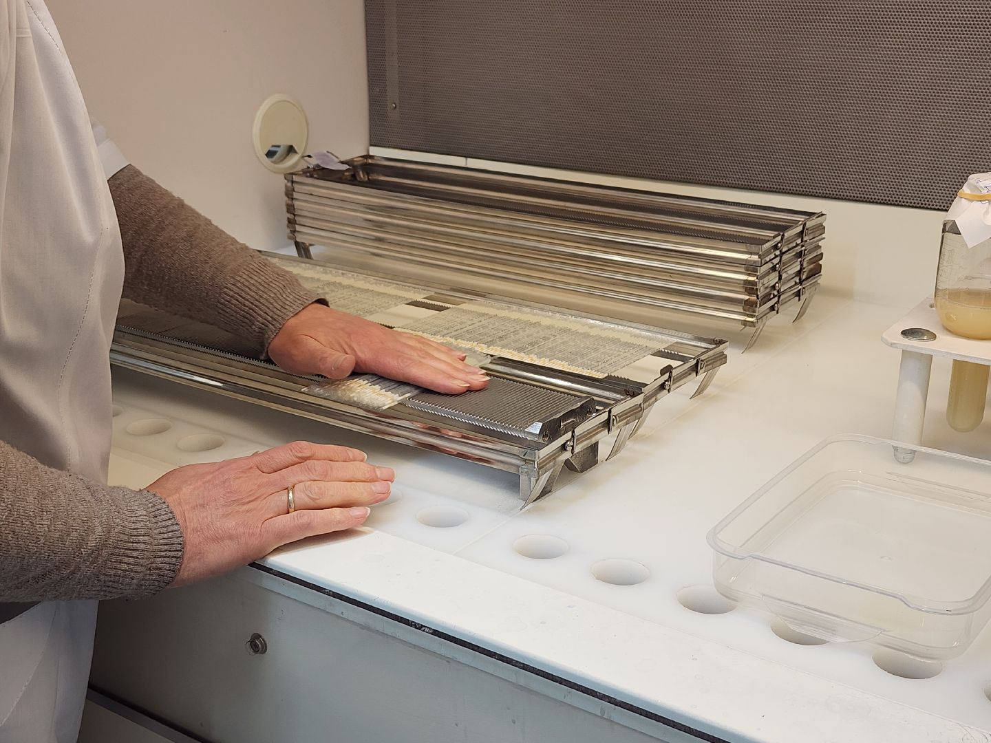 сельское хозяйство, племенные быки, предприятие, Ногинск, Богородский городской округ,