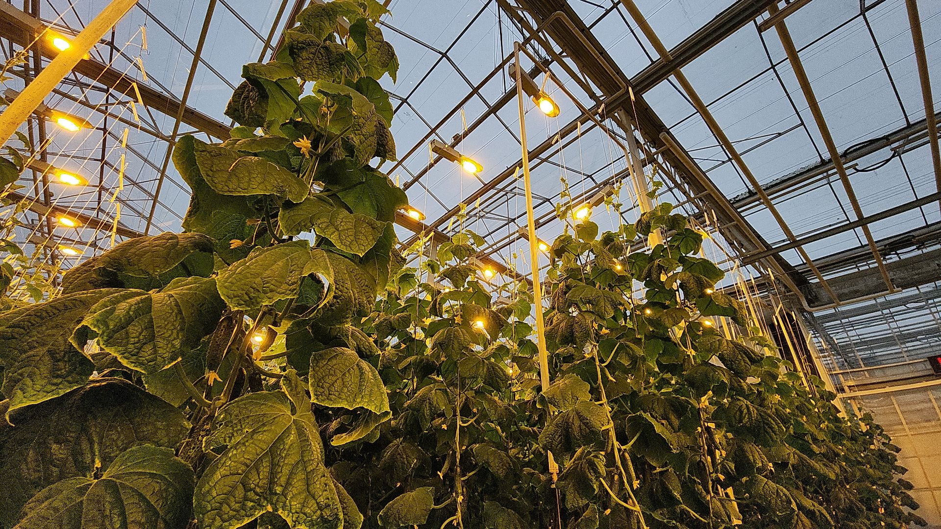 агрокластер, агрокомплекс, агроном, аграрии, агропромышленный холдинг, электросталь, электростальский колледж, мой город, студент, студенты, теплицы,