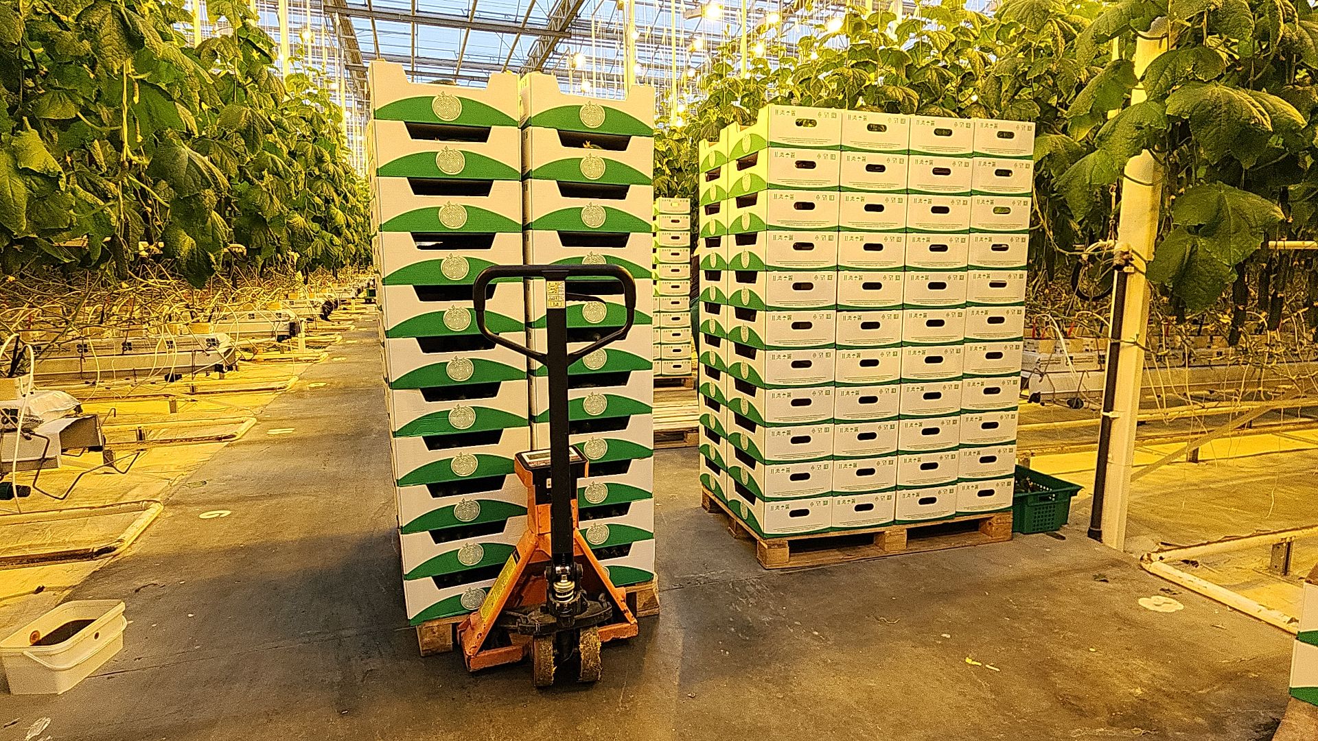 агрокластер, агрокомплекс, агроном, аграрии, агропромышленный холдинг, электросталь, электростальский колледж, мой город, студент, студенты, теплицы,