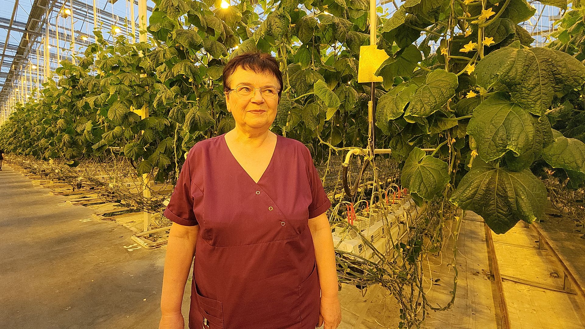 агрокластер, агрокомплекс, агроном, аграрии, агропромышленный холдинг, электросталь, электростальский колледж, мой город, студент, студенты, теплицы,