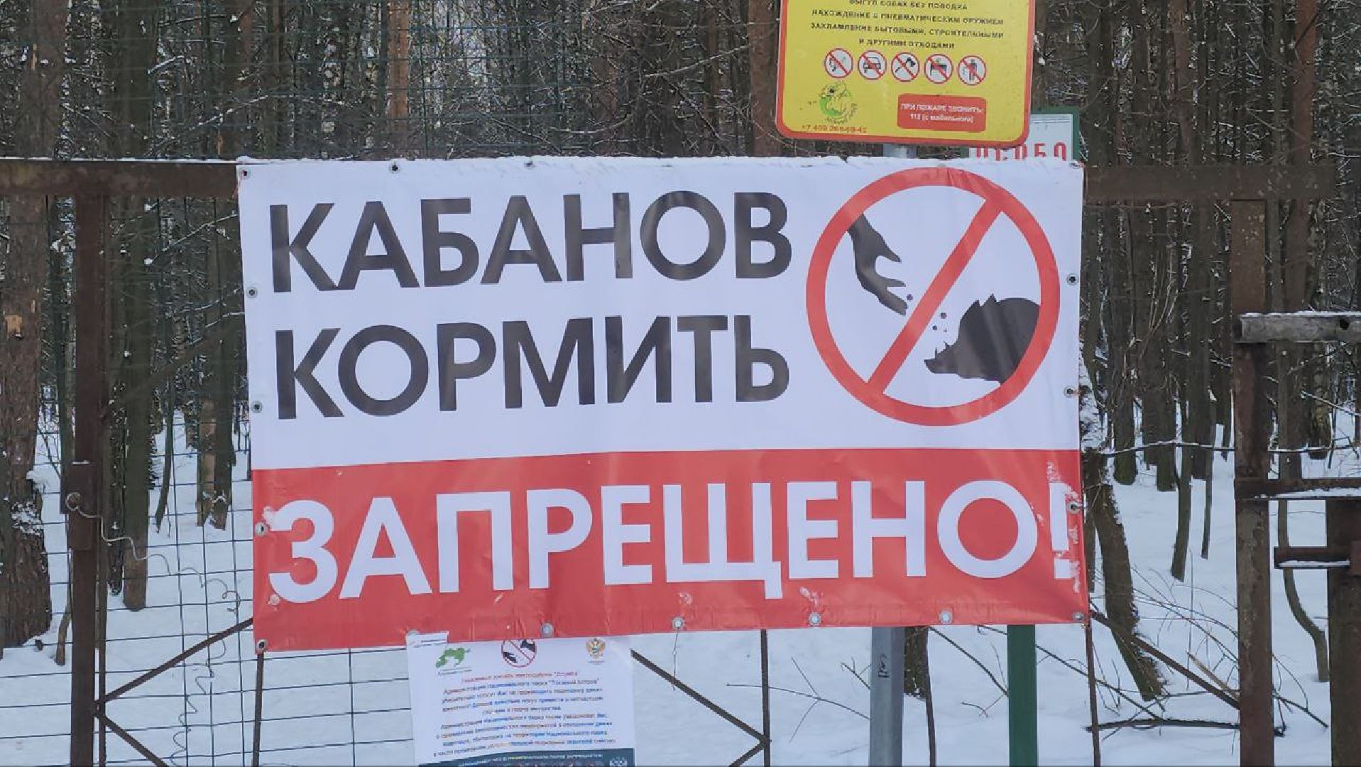 мытищи, Дружба, кабаны на дружбе, Лосиный остров, Национальный парк лосиный остров, дикие кабаны,