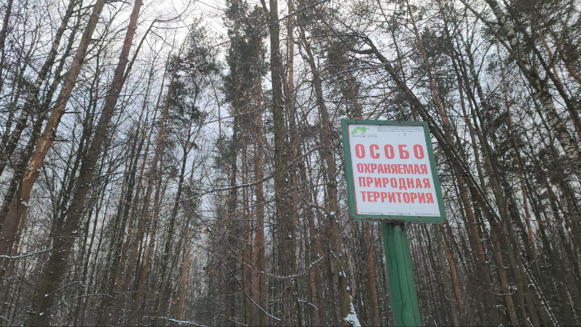 мытищи, Дружба, кабаны на дружбе, Лосиный остров, Национальный парк лосиный остров, дикие кабаны,