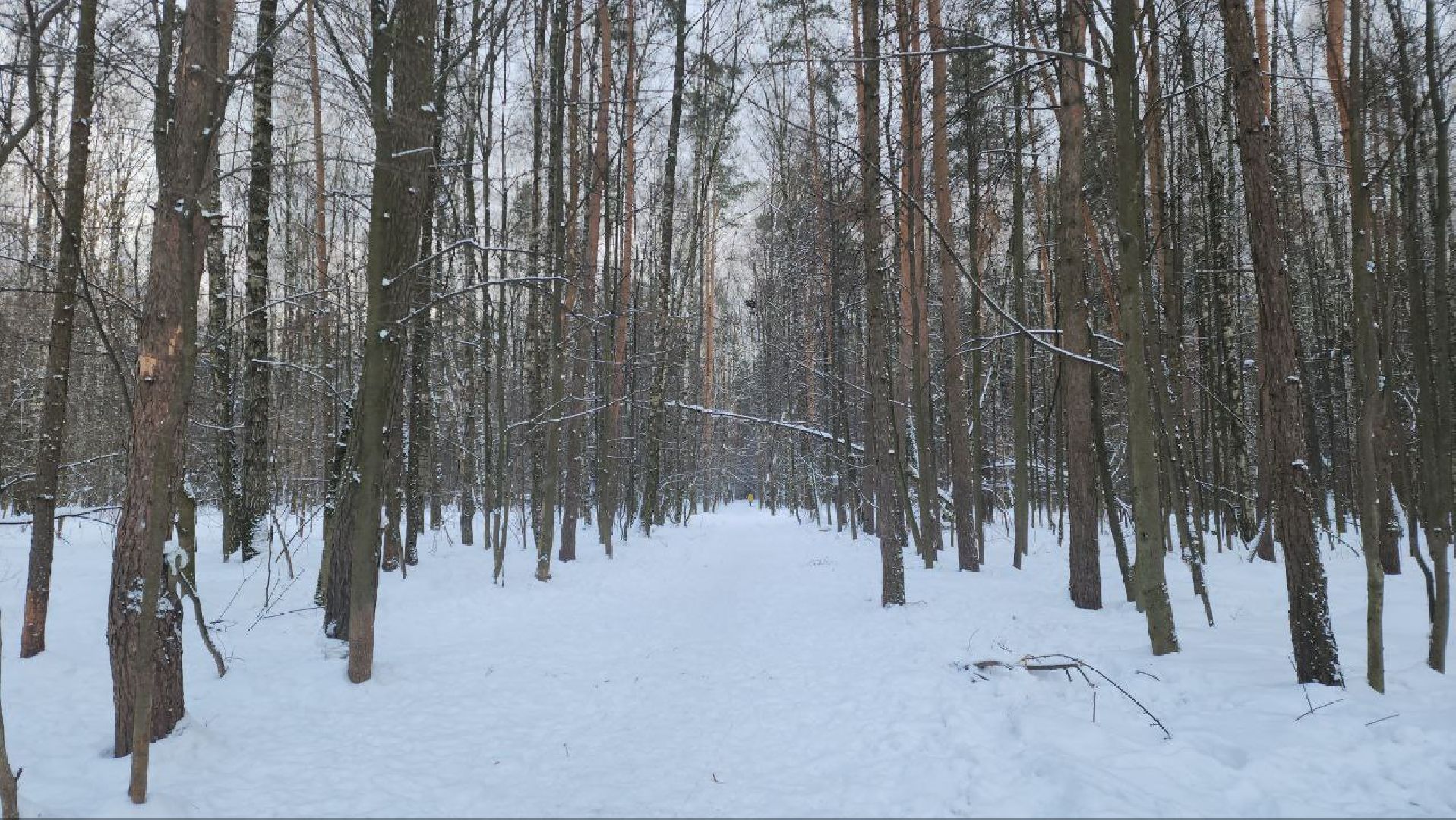 мытищи, Дружба, кабаны на дружбе, Лосиный остров, Национальный парк лосиный остров, дикие кабаны,