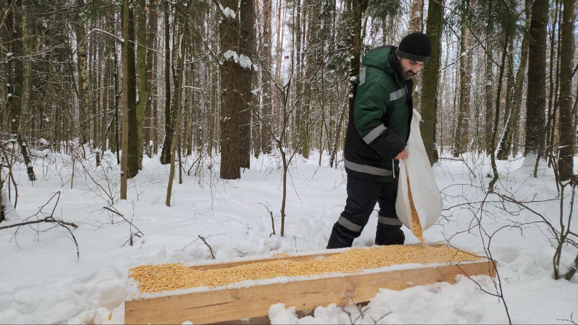 мытищи, Дружба, кабаны на дружбе, Лосиный остров, Национальный парк лосиный остров, дикие кабаны,