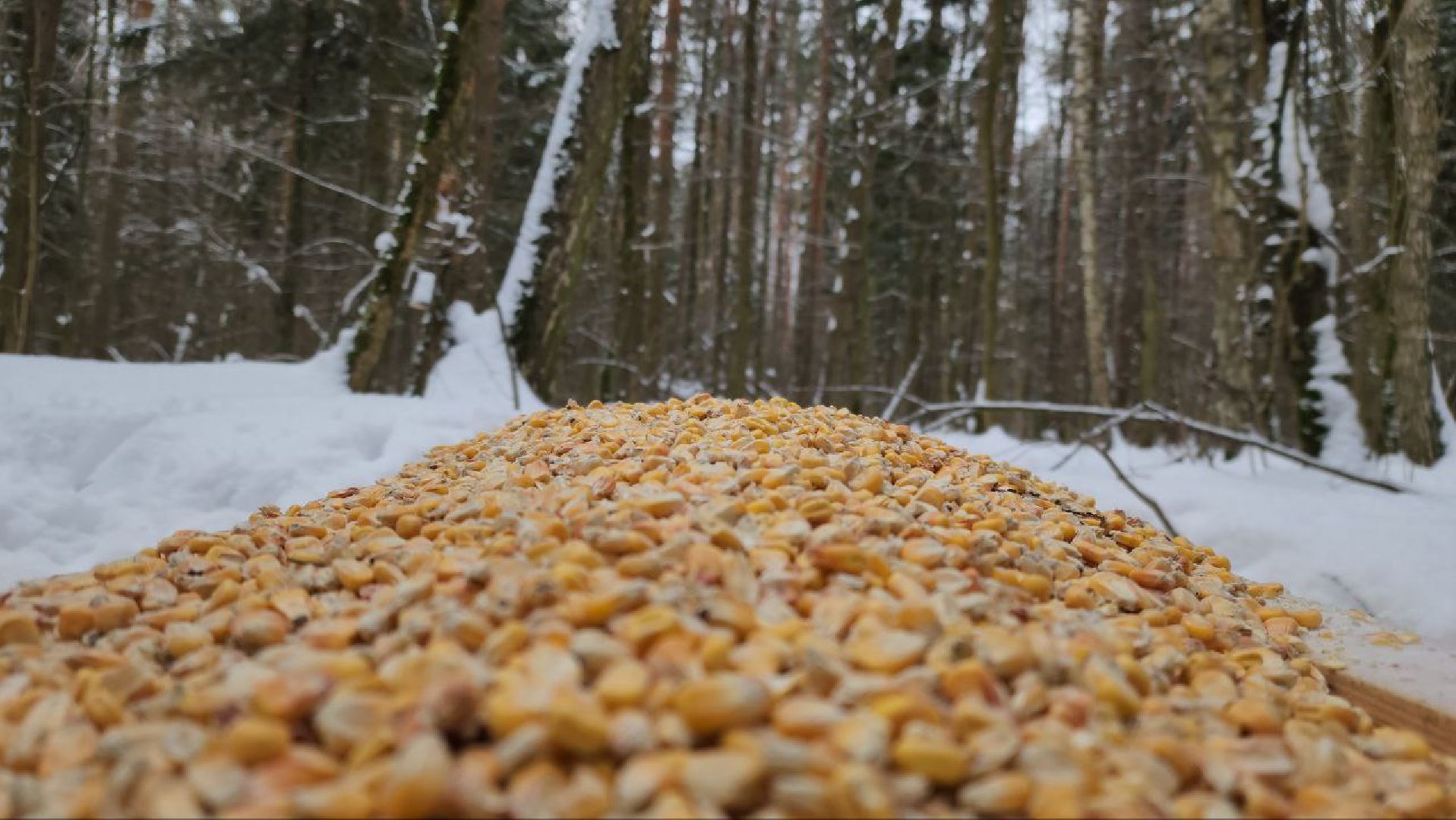 мытищи, Дружба, кабаны на дружбе, Лосиный остров, Национальный парк лосиный остров, дикие кабаны,