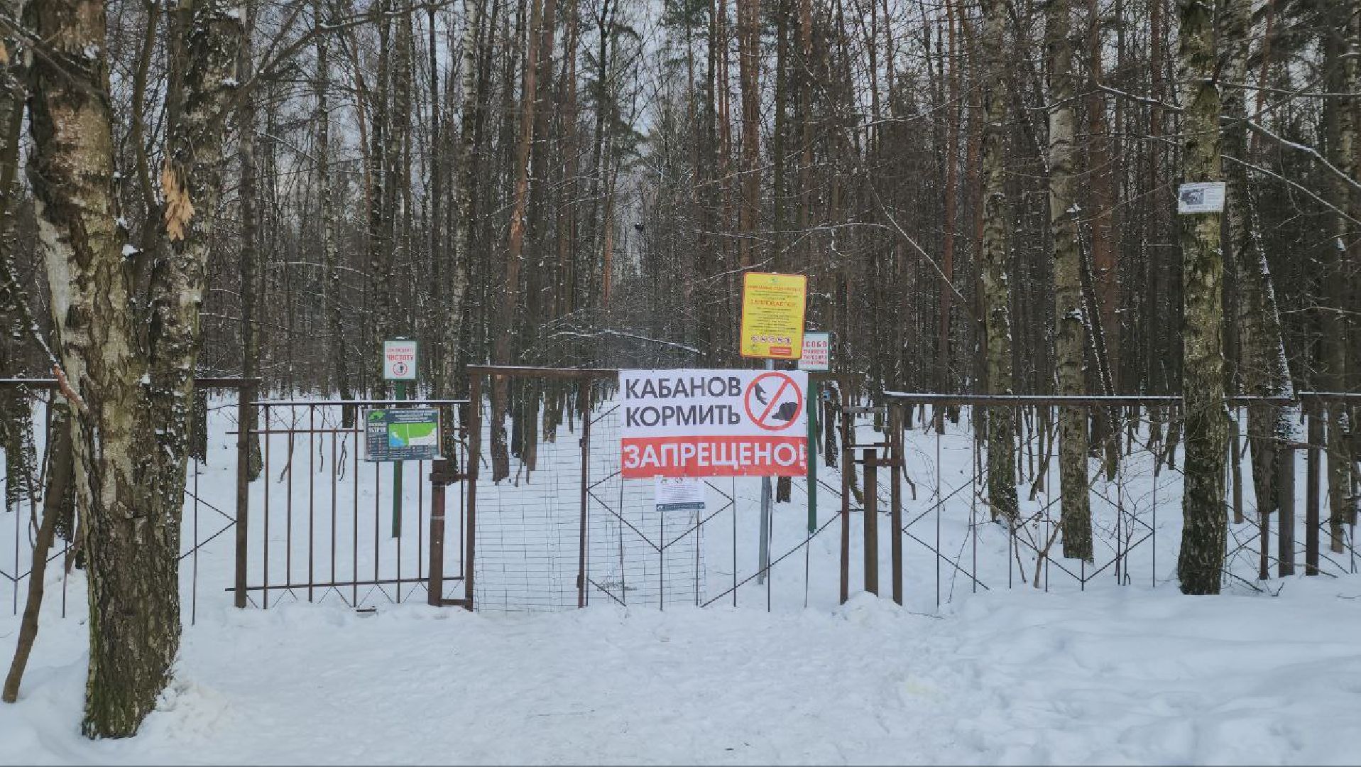 мытищи, Дружба, кабаны на дружбе, Лосиный остров, Национальный парк лосиный остров, дикие кабаны,