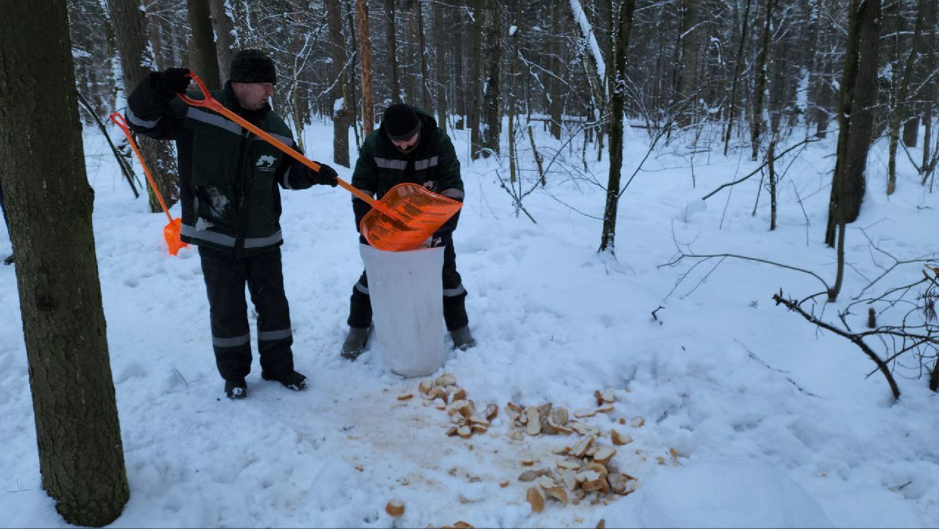 мытищи, Дружба, кабаны на дружбе, Лосиный остров, Национальный парк лосиный остров, дикие кабаны,