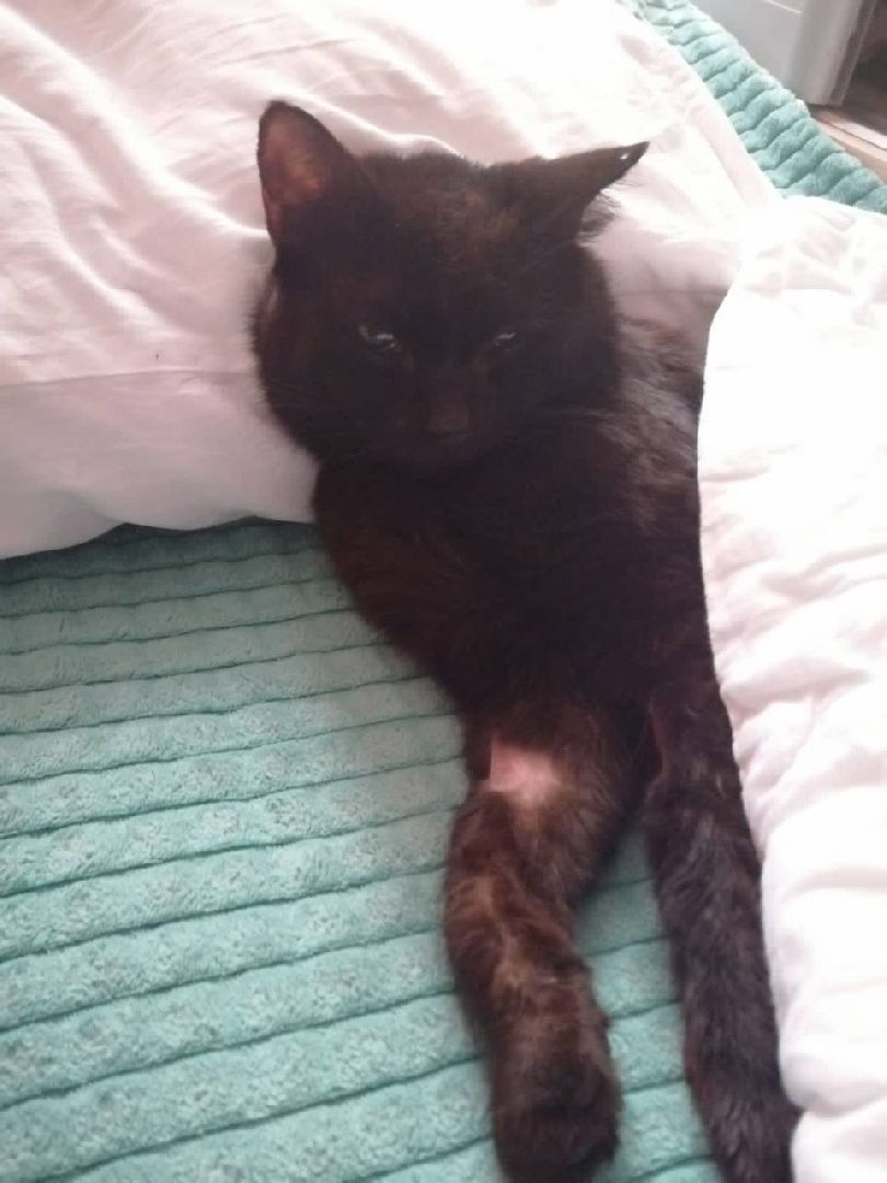 можайск, можайский городской округ, подмосковье, пожарные, спасение котов, спасатели,