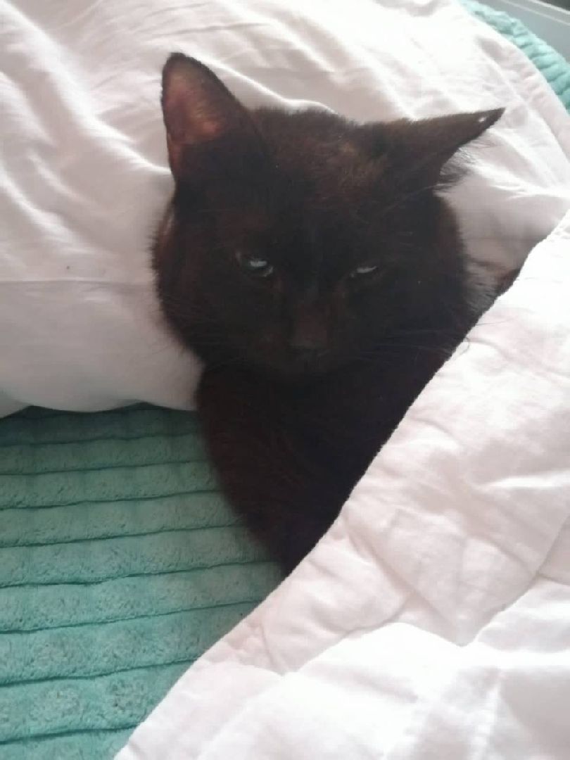 можайск, можайский городской округ, подмосковье, пожарные, спасение котов, спасатели,