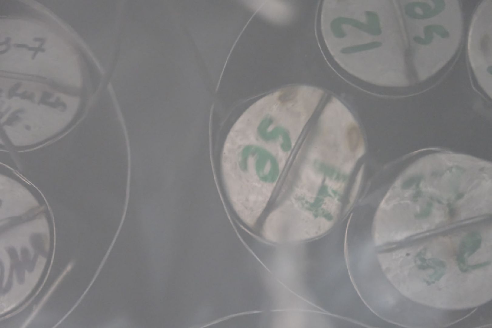 пущино, наука, ученые, животные,