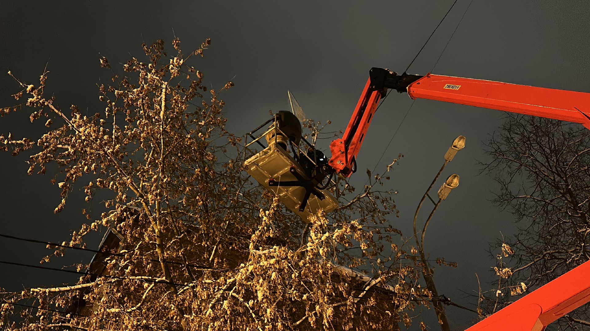 Клин, общество, спасатели, животные,