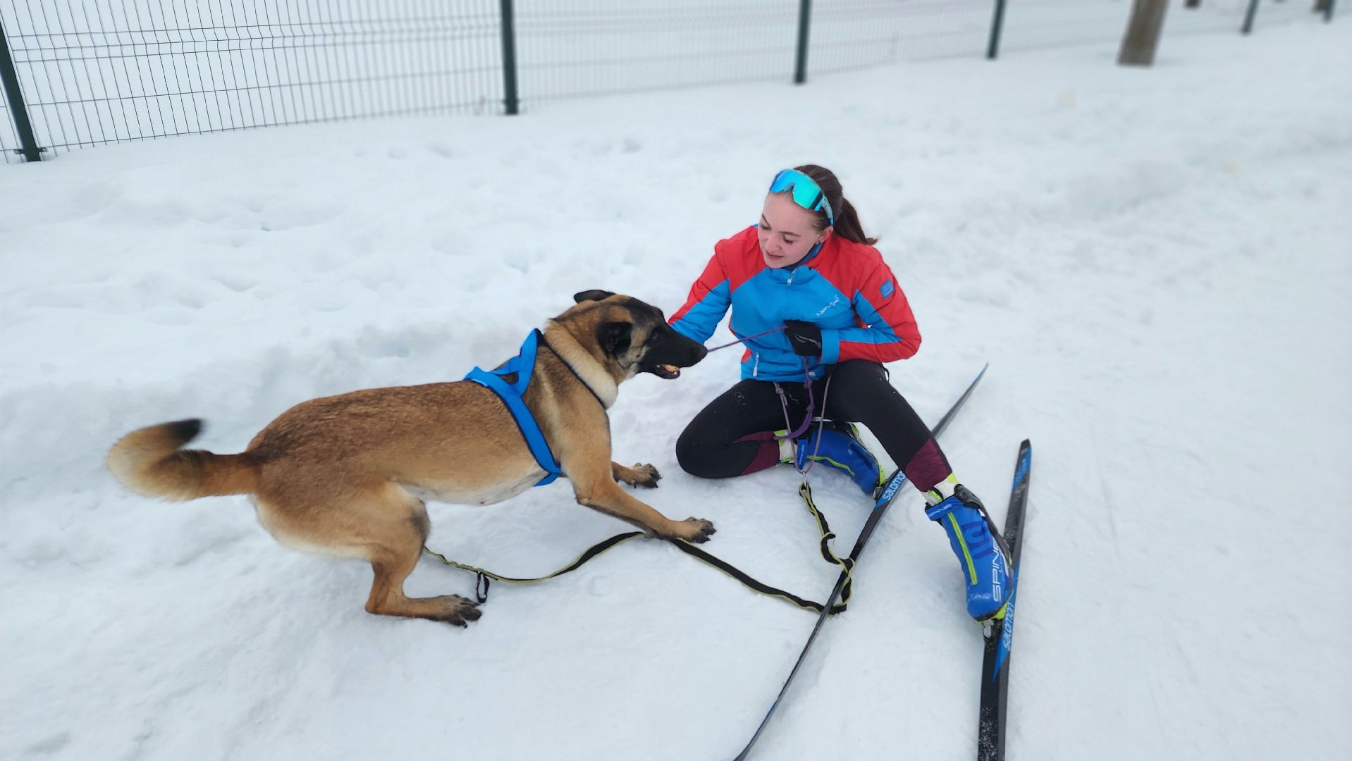 протвино, кинологи, губернский колледж, образование, образование подмосковья,