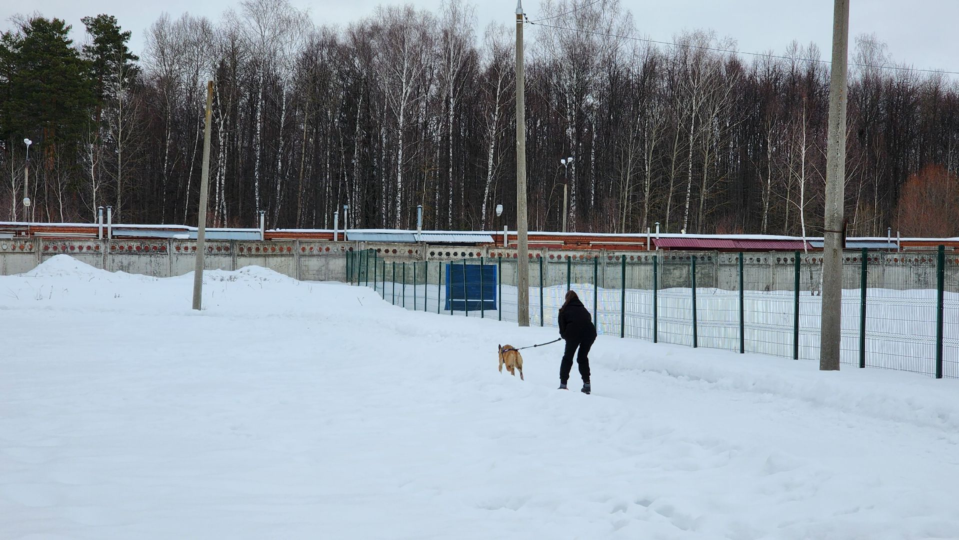 протвино, кинологи, губернский колледж, образование, образование подмосковья,