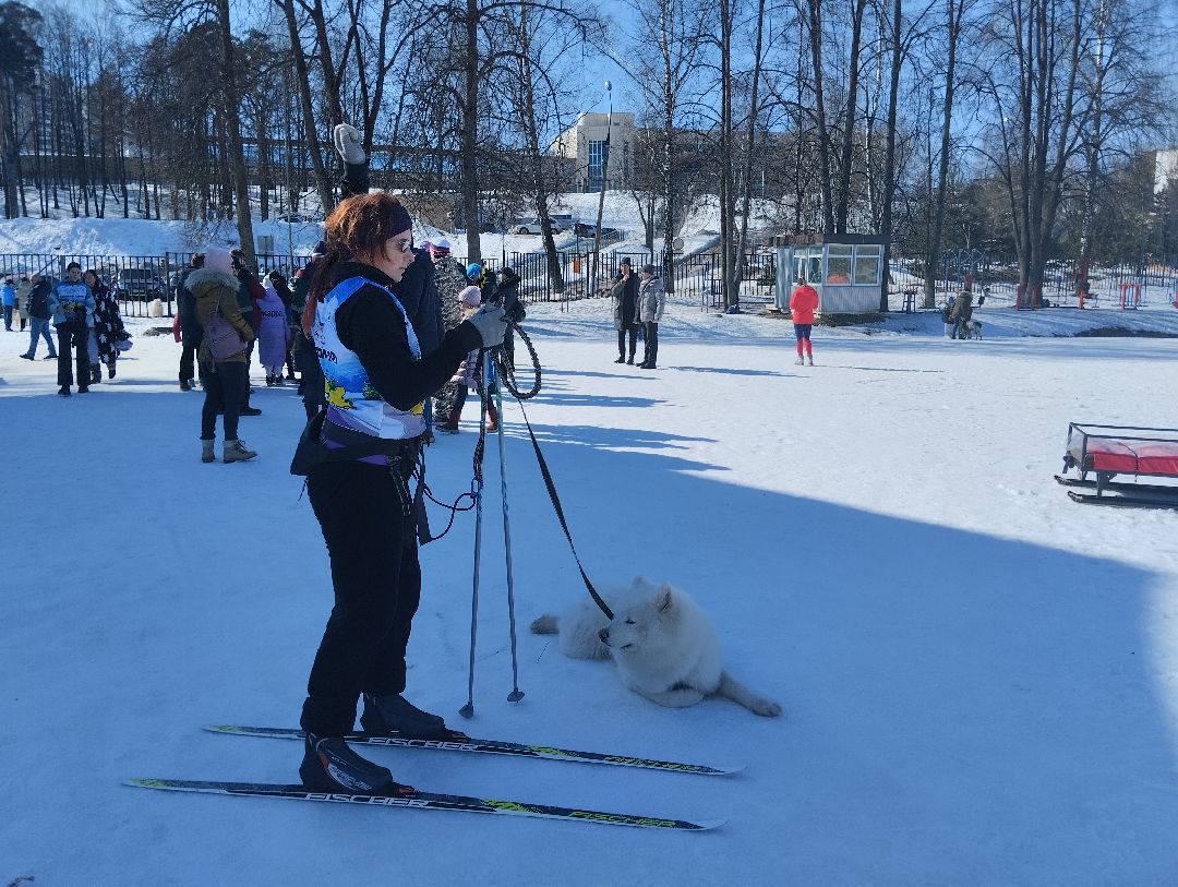ездовой спорт, собаки