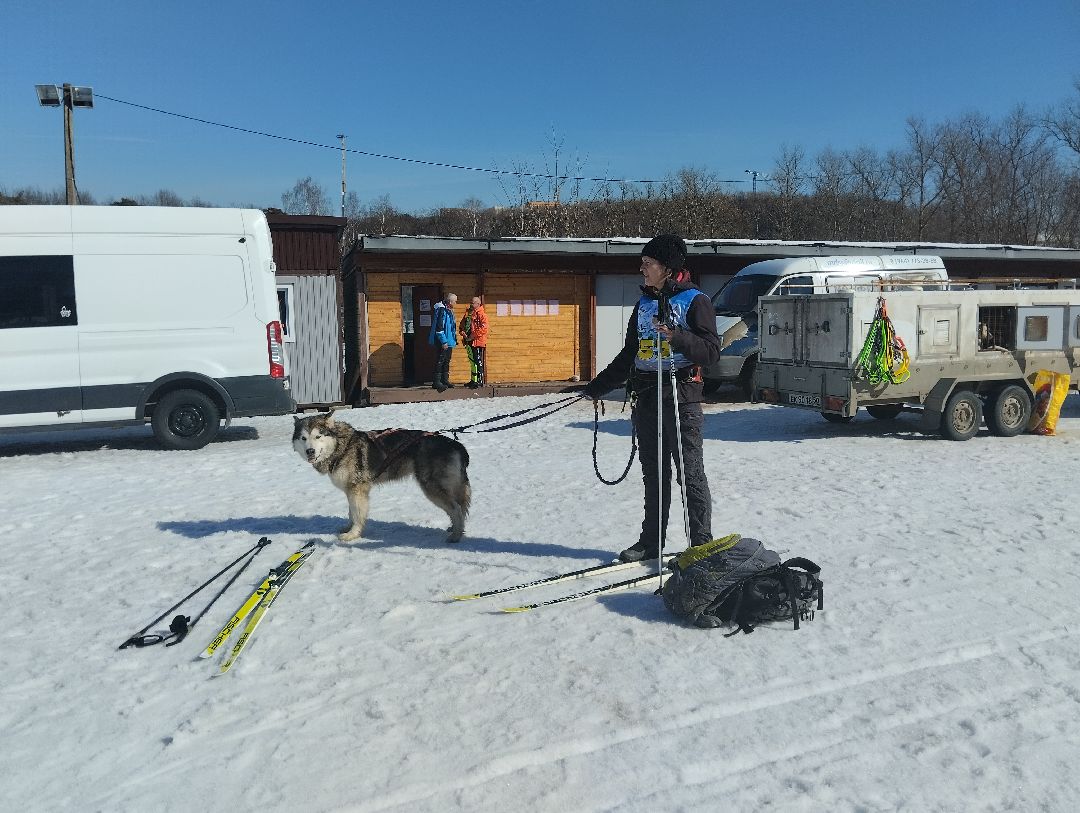 ездовой спорт, собаки
