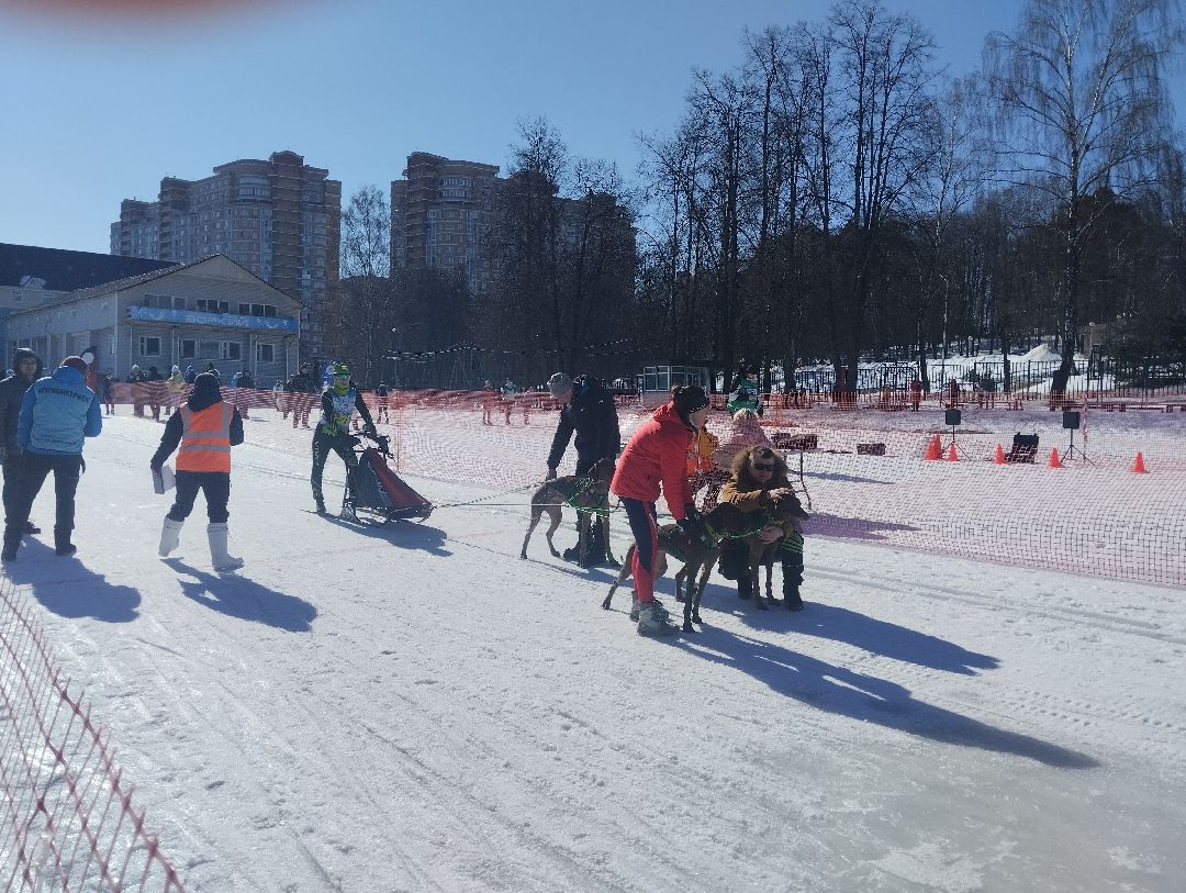 ездовой спорт, собаки