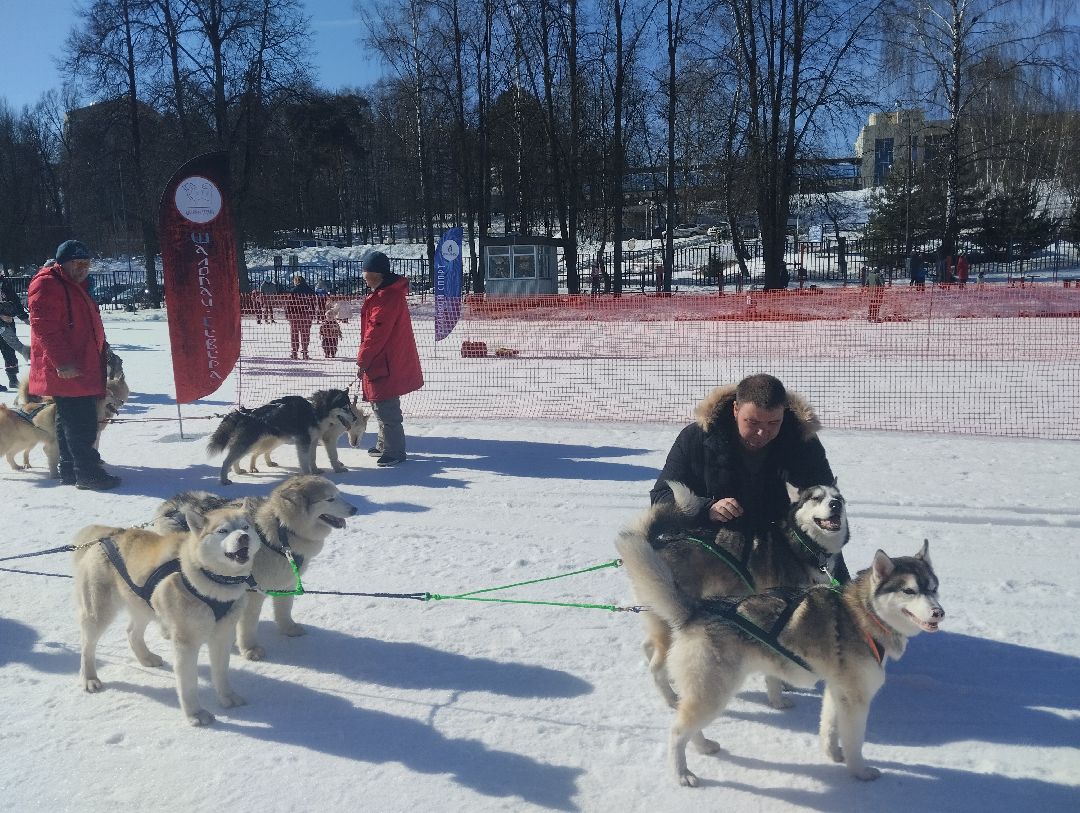 ездовой спорт, собаки