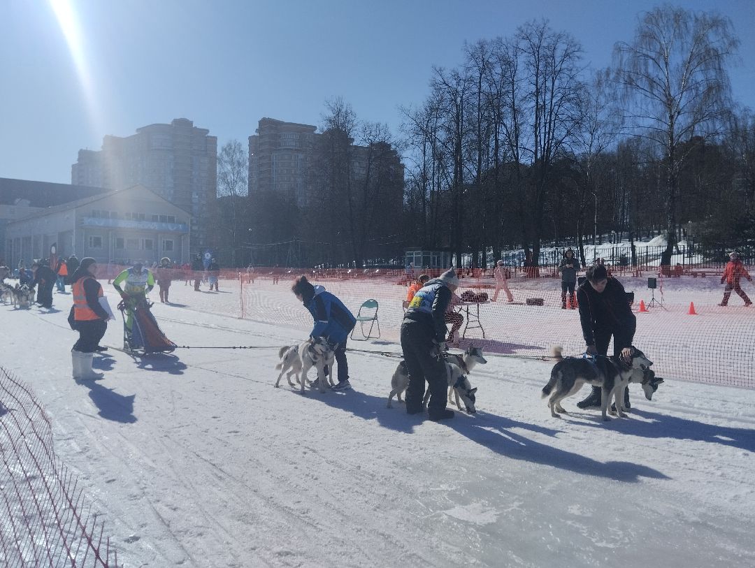 ездовой спорт, собаки