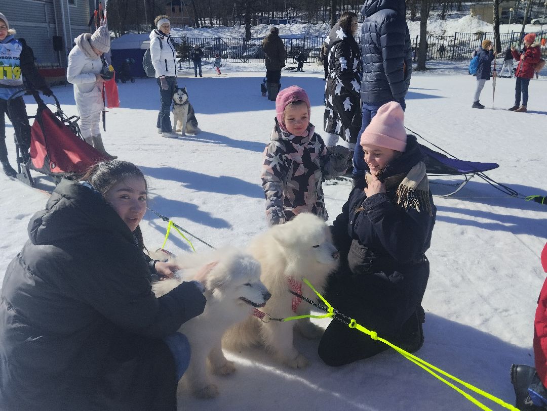 ездовой спорт, собаки