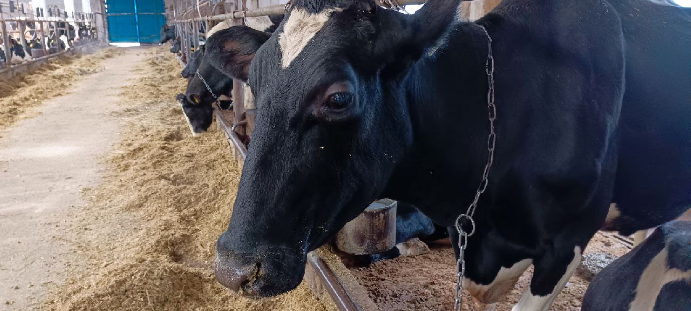 Дмитров, Агрофирма Дубна плюс, Минсельхоз,