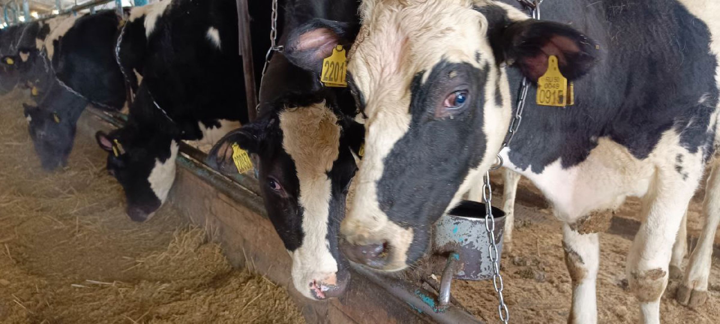 Дмитров, Агрофирма Дубна плюс, Минсельхоз,