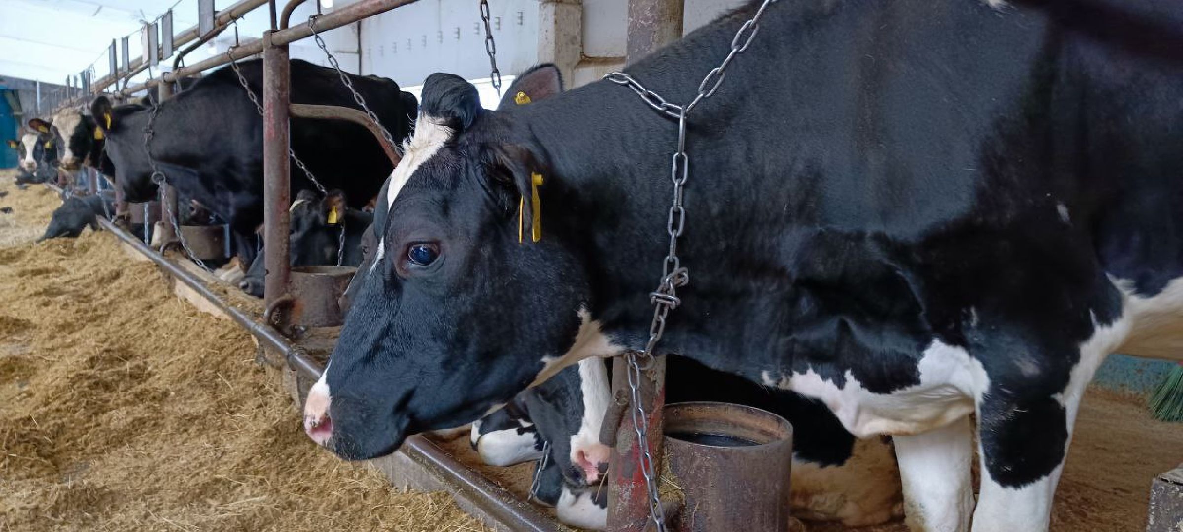 Дмитров, Агрофирма Дубна плюс, Минсельхоз,