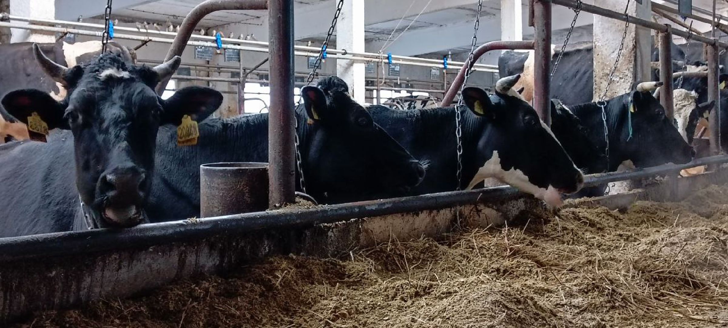 Дмитров, Агрофирма Дубна плюс, Минсельхоз,