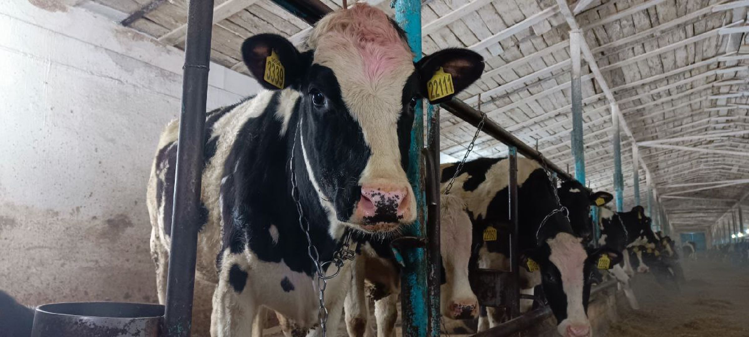 Дмитров, Агрофирма Дубна плюс, Минсельхоз,